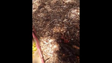 [ID: pirSKAkEJKc] Youtube Automatic