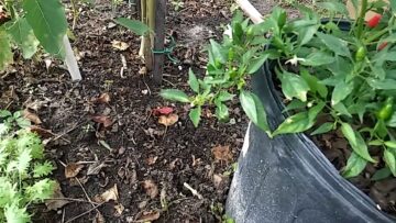 [ID: PJD7MMCDiPo] Youtube Automatic