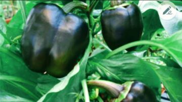 [ID: PJqiA1ooj1k] Youtube Automatic