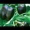 Growing Black Bell Peppers Part 1#