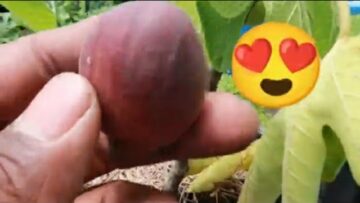 [ID: pJtfhInbtGw] Youtube Automatic