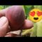 1st Broke Mission Fig!! Fall Garden Plan B/Garden Vlog#Grow bags #Brokefarmer76