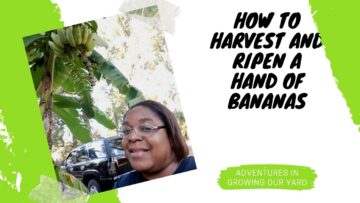 [ID: PKECTdD_QVg] Youtube Automatic