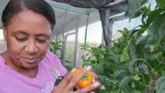 [ID: PKfWUJ00iV0] Youtube Automatic