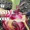 The Onion Growing Mistakes I’ll Never Make Again