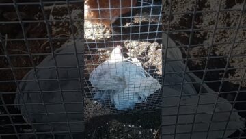 [ID: pp0o10wIsYw] Youtube Automatic