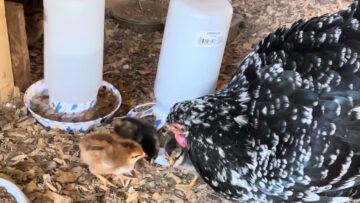 [ID: pXbZiwMW4M4] Youtube Automatic