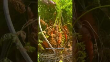 [ID: PxZ6BqwKnMQ] Youtube Automatic