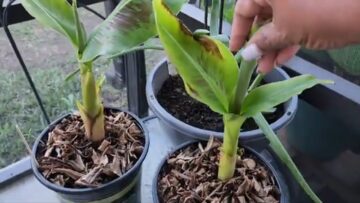 [ID: PyAjfLRZTeA] Youtube Automatic