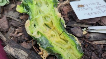 [ID: PYhGi4hLDbQ] Youtube Automatic