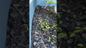 [ID: pzQNeS6rnGg] Youtube Automatic