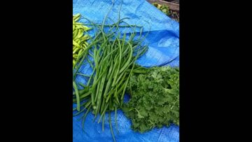 [ID: PzRyYXw2XHw] Youtube Automatic