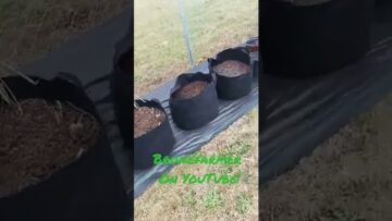 [ID: Q-m7UvQuIso] Youtube Automatic