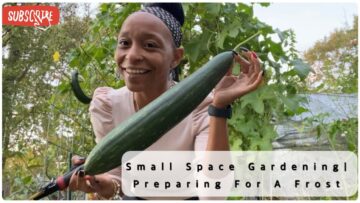 [ID: q43R-INMXGM] Youtube Automatic