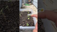 [ID: q5IS-OqijeI] Youtube Automatic