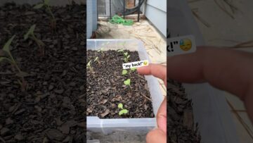 [ID: q5IS-OqijeI] Youtube Automatic