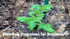 [ID: q6qkGLVkJmM] Youtube Automatic