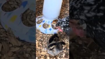 [ID: Q9WBsXcfvNQ] Youtube Automatic