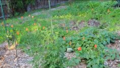 [ID: QBPnhRl_Gno] Youtube Automatic