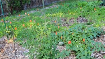 [ID: QBPnhRl_Gno] Youtube Automatic