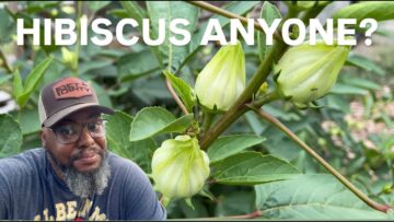 [ID: Qbyb83wgZGI] Youtube Automatic