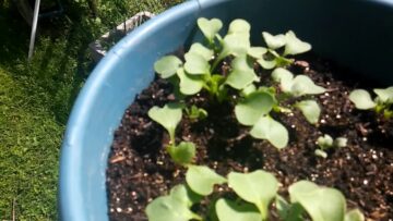 [ID: QDbF8-nq-e8] Youtube Automatic