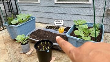 [ID: qdd3LuKJOu8] Youtube Automatic