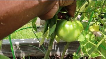 [ID: QdErIXvH6xI] Youtube Automatic