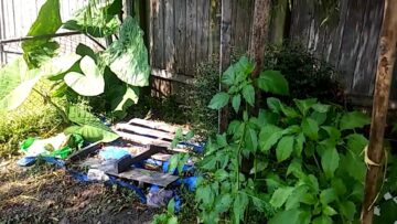 [ID: Qd_qJiT1seA] Youtube Automatic