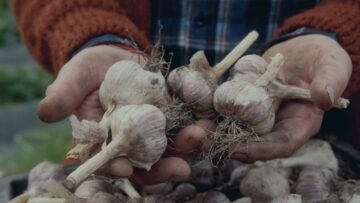 [ID: Qdsbq2AoDNs] Youtube Automatic