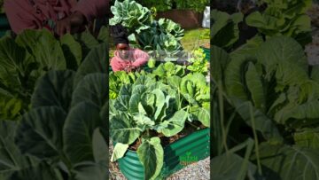 [ID: QDUqWG58qdw] Youtube Automatic