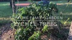 [ID: QeuOkMgHMRQ] Youtube Automatic