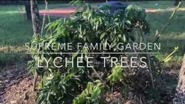 [ID: QeuOkMgHMRQ] Youtube Automatic