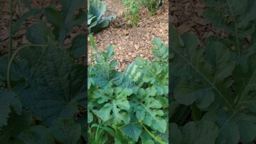 [ID: QITyg4PFF3g] Youtube Automatic