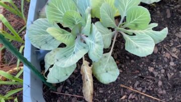 [ID: QOIJ4CTAook] Youtube Automatic