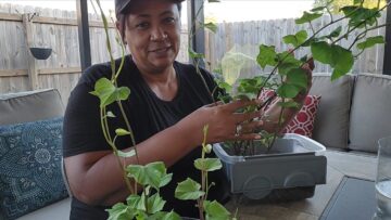 [ID: Qr0HkqLjOQ4] Youtube Automatic