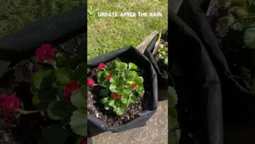 [ID: qsH2NblmDGE] Youtube Automatic