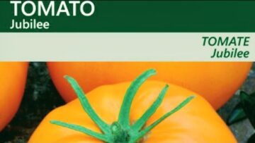 [ID: QVEcZ0KICm4] Youtube Automatic