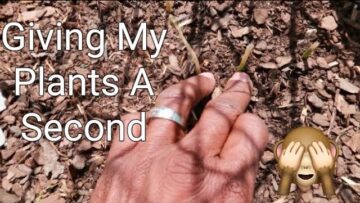 [ID: QvpW1Yn4jxo] Youtube Automatic