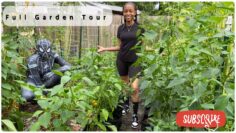 [ID: q_X-fgDLQoQ] Youtube Automatic