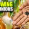 How to Grow Onions Indoors from Seed?