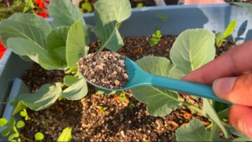 [ID: QyKFw_QYSyw] Youtube Automatic