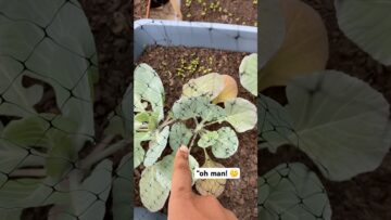 [ID: Qyn8Lwq69bM] Youtube Automatic