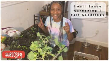 [ID: R6JU3a7Ow0U] Youtube Automatic