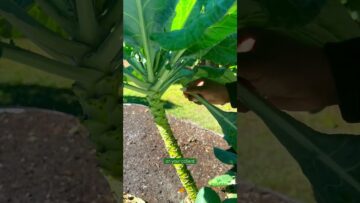 [ID: RaMySy6soC8] Youtube Automatic