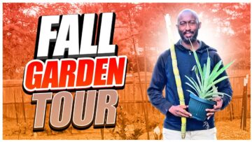 [ID: rapFu5PwYWQ] Youtube Automatic