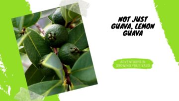 [ID: rcZQym7In04] Youtube Automatic