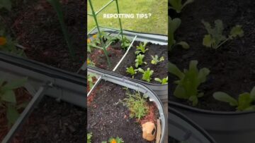 [ID: REjKUdBVozk] Youtube Automatic