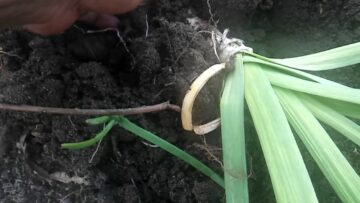 [ID: ReSQDO9cQeQ] Youtube Automatic