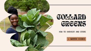 [ID: RgkS8lsJ3fk] Youtube Automatic